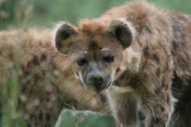 Kenya'da sırtlan saldırısında 1 &uuml;niversite &ouml;ğrencisi &ouml;ld&uuml;