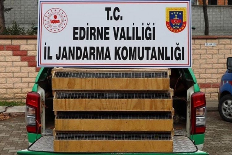 Edirne'de otob&uuml;ste 589 kuş ele ge&ccedil;irildi! S&uuml;r&uuml;c&uuml;ye para cezası verildi