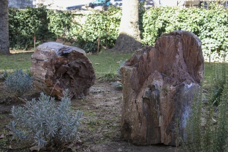 10 ila 16 milyon yıllık olduğu belirlenen 2 ağa&ccedil; fosili koruma altına alındı!
