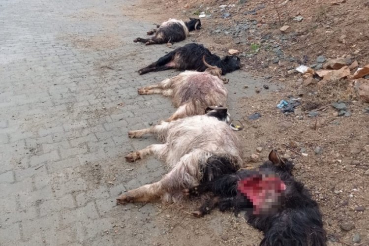 Diyarbakır'da sokak k&ouml;pekleri 15 ke&ccedil;iyi telef etti