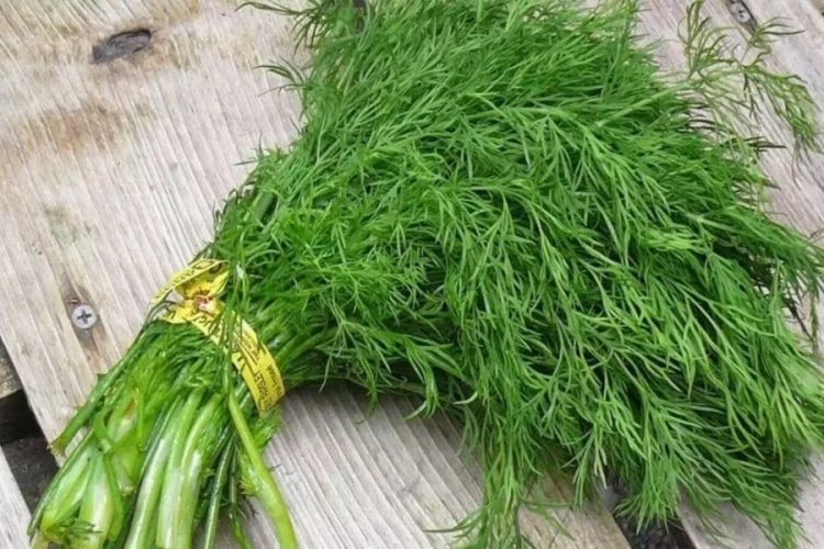 Uyumadan &ouml;nce dereotu yiyin, o sorunu k&ouml;kten &ccedil;&ouml;z&uuml;n