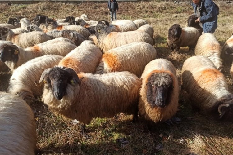 Giresun'da "&Ccedil;epni koyunu" koruma altına alındı