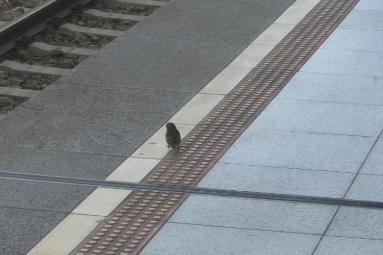 Bursa bu sabah kuş sesleriyle uyandı