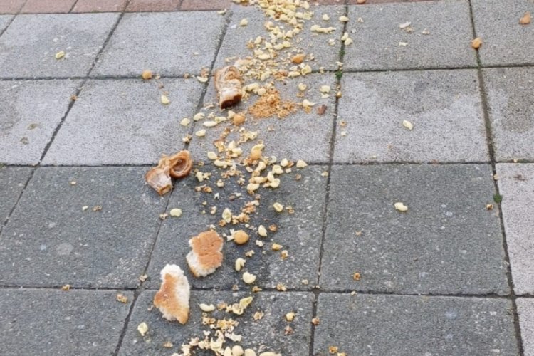 Bursa'da g&uuml;vercin beslemek istediler, tepki aldılar