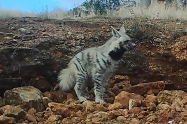 &Ccedil;izgili sırtlan fotokapana yakalandı