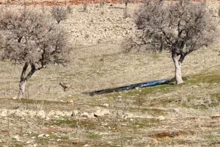 Şanlıurfa'da kurt s&uuml;r&uuml;s&uuml; kameraya takıldı