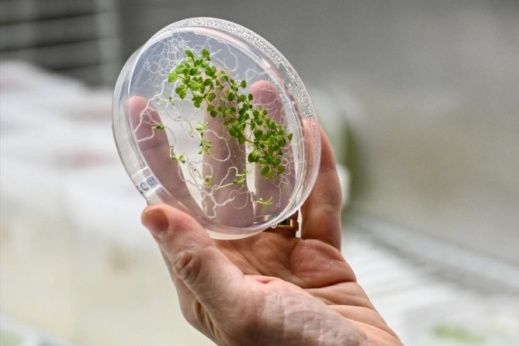 Uzaydaki "Extremophyte" deneyinin sonu&ccedil;ları belli oldu