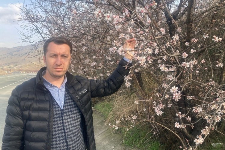 Malatya'da badem ağa&ccedil;ları &ccedil;i&ccedil;ek a&ccedil;tı