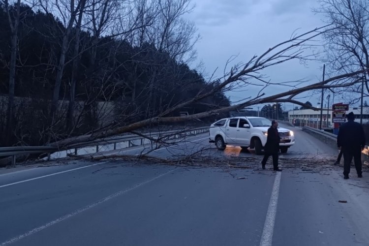 Bolu-Mudurnu yolunda devrilen ağa&ccedil; yolu trafiğe kapattı