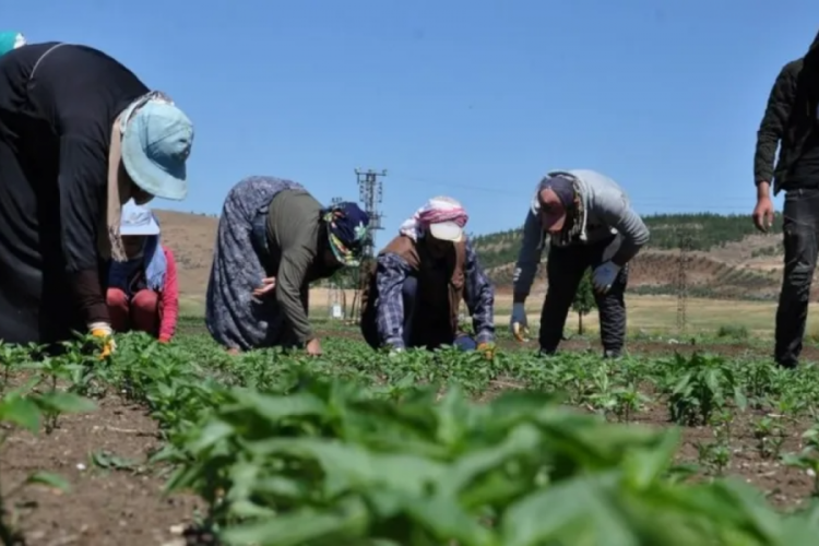 Bakan Yumaklı duyurdu! 1500 tarım iş&ccedil;isi alınacak