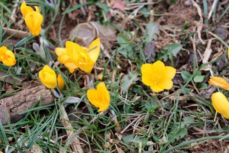 Karab&uuml;k'te karlar eridi, &ccedil;iğdemler &ccedil;i&ccedil;ek a&ccedil;tı