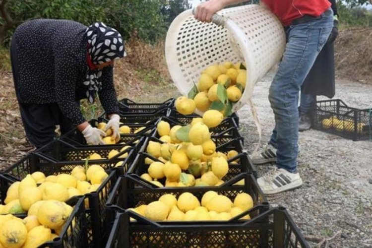 Limonda &ccedil;ift&ccedil;iye &ouml;nemli destek