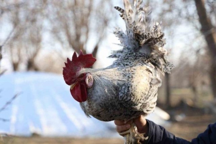 'Anne' diye bağıran horoz 3 defa canını kurtardı!
