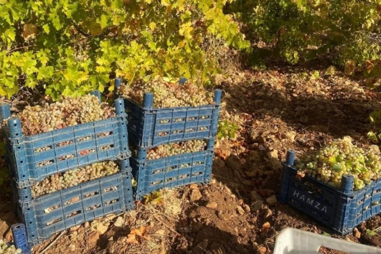 AB, nadas kurallarına muafiyet getirdi