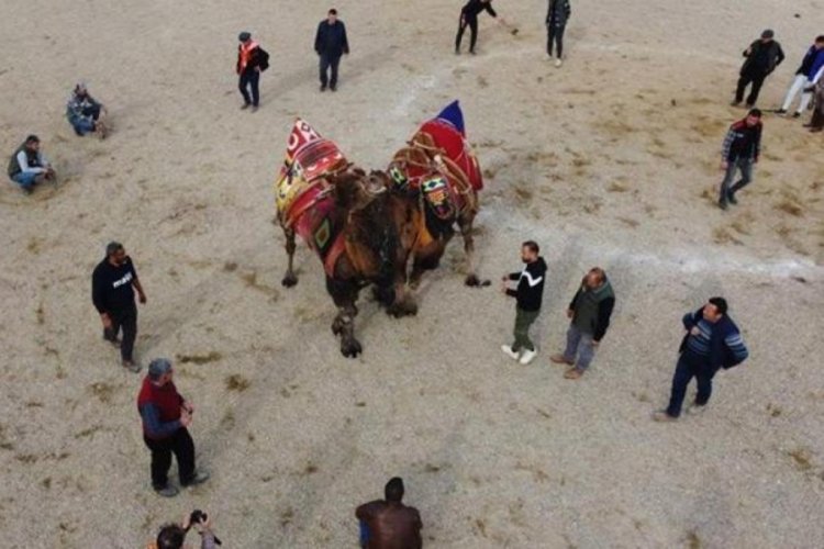 Aydın'da deve g&uuml;reşi festivali iptal edildi