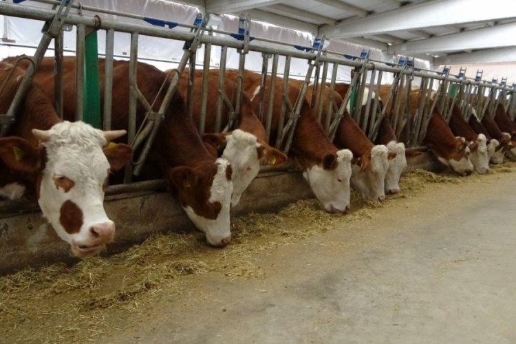 Devlet desteğiyle kurduğu tesiste g&uuml;nl&uuml;k 700 litre s&uuml;t &uuml;retiyor