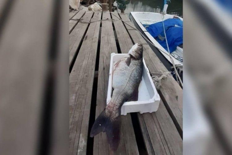 Sinop'ta balık&ccedil;ılar 15 kilogramlık levrek avladı