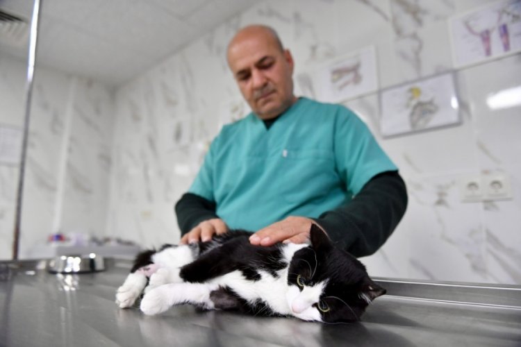 Saplandığı demirden kurtarılan kedi sağlığına kavuştu
