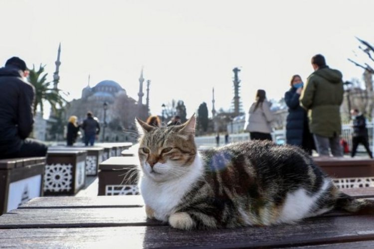 D&uuml;nya Kediler G&uuml;n&uuml; nedir? D&uuml;nya Kediler G&uuml;n&uuml; ne zaman kutlanır? D&uuml;nya Kediler G&uuml;n&uuml; neden kutlanır? D&uuml;nya Kediler G&uuml;n&uuml; nasıl ortaya &ccedil;ıktı?