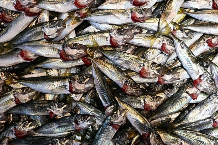 Trabzon'da istavritin 3 kilogramı 100 lira