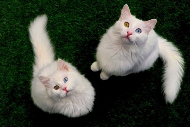 17 Şubat Dünya Kediler Günü: Kediler Günü nasıl ortaya çıktı?