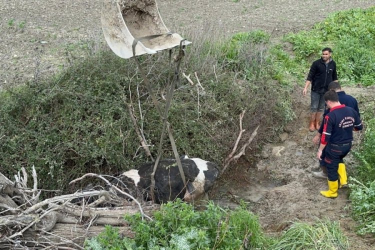Hatay'da inek su kanalına d&uuml;şt&uuml;