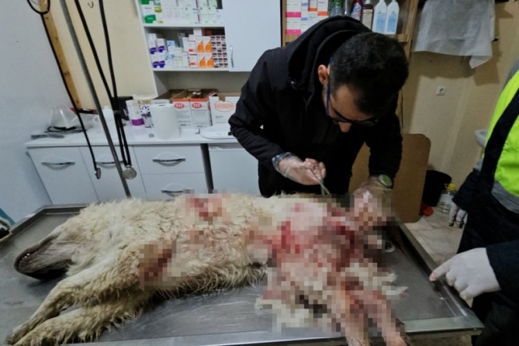 Kastamonu'da iki sokak k&ouml;peğini silahla yaralayan şahıs yakalandı