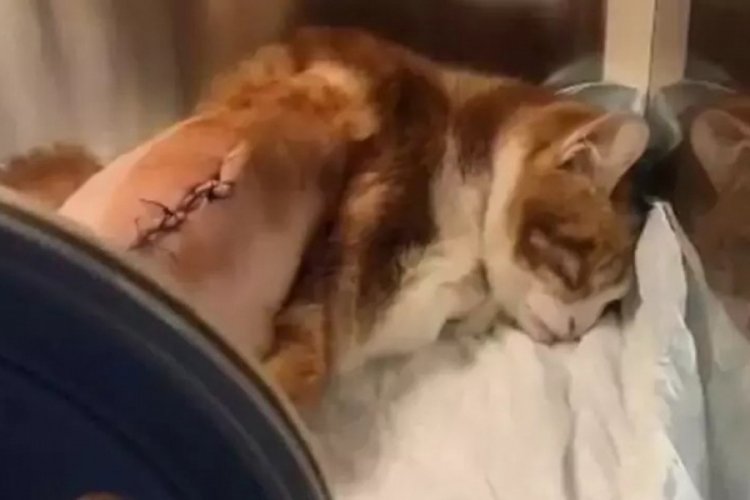 İstanbul'da tekmelenen kedinin kaburgaları kırıldı