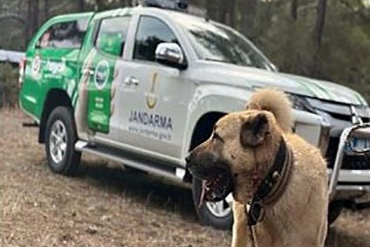 Burdur'da k&ouml;pek d&ouml;v&uuml;ş&uuml; yaptıranlara ceza
