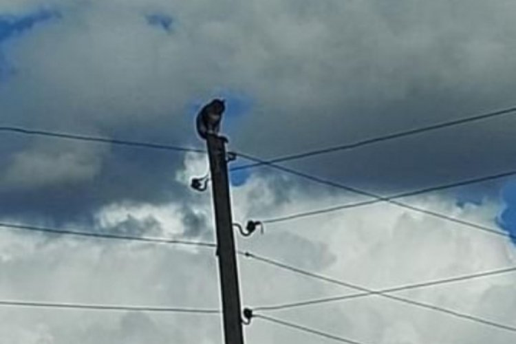 Kars'ta direkte mahsur kalan kedi kurtarıldı