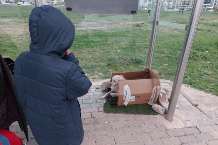 Bursa'da sevimli dosta mahalleli kayıtsız kalmadı! Kartondan barınak yaptı