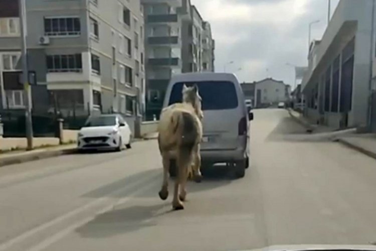 Bursa'da atı aracının arkasına bağlayıp direksiyon başına ge&ccedil;ti!