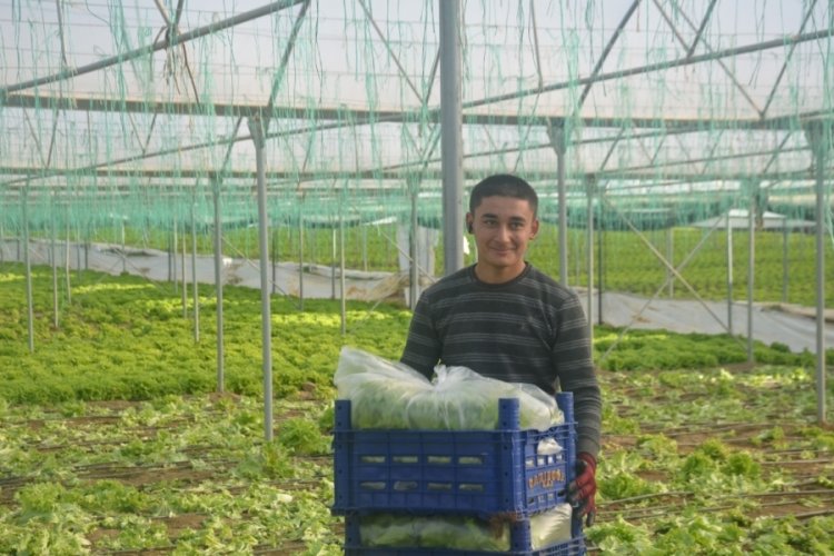 Bilecik'te 45 milyon adet marul hasadı yapılıyor