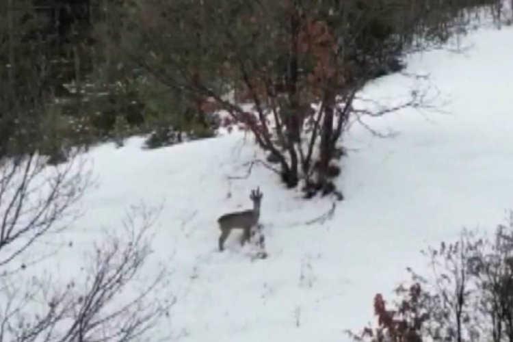 Ardahan'da karlar arasındaki 2 karaca g&ouml;r&uuml;nt&uuml;lendi