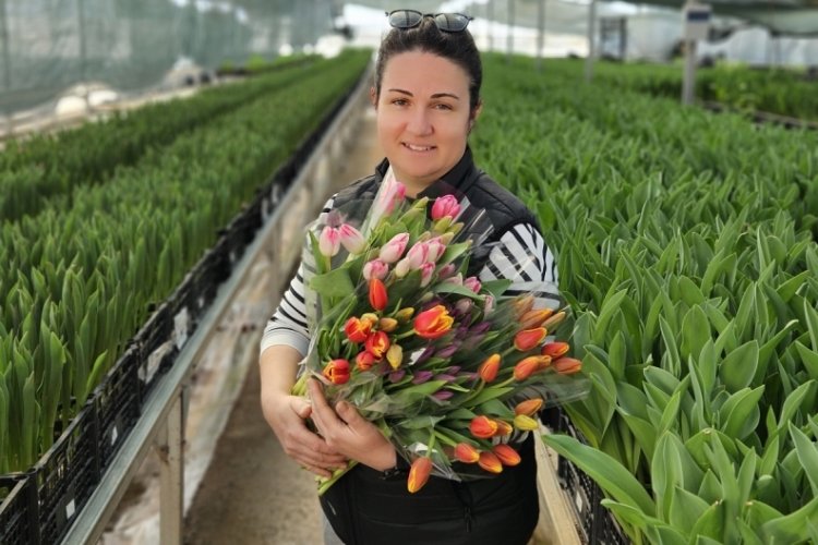 8 Mart Kadınlar G&uuml;n&uuml; i&ccedil;in de 200 bin adet, 7 renkte suda lale &uuml;retiliyor