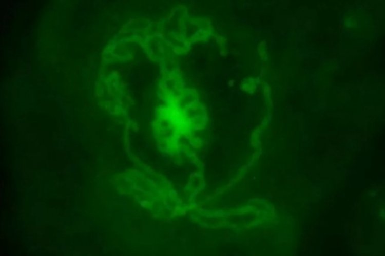 Bilim insanları laboratuvarda testis &uuml;rettiler