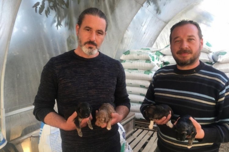 Aydın'da on g&uuml;n &ouml;nce doğum yapan k&ouml;peği ezip &ouml;ld&uuml;rerek ka&ccedil;tı, 4 yavru annesiz kaldı