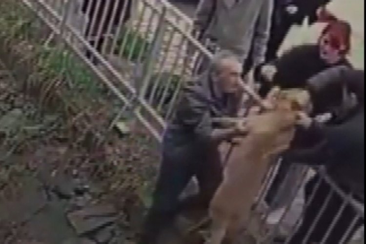İstanbul'da derede mahsur kalan k&ouml;pek  merdiven yardımıyla kurtarıldı