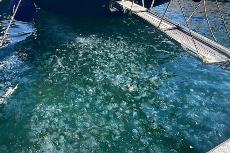 K&uuml;resel ısınma etkisi: Denizanaları İstanbul kıyılarında aşırı arttı