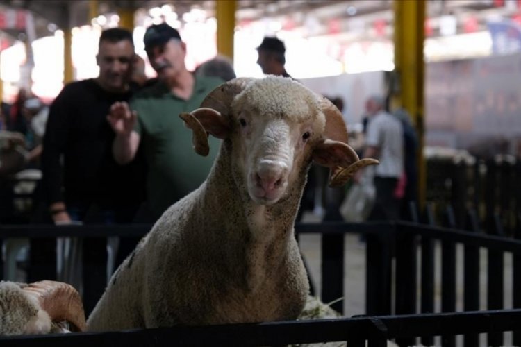 Bursa İneg&ouml;l'de 4'c&uuml;s&uuml; yapılacak olan K&uuml;&ccedil;&uuml;kbaş Hayvancılık Festivalinin tarihleri belli oldu