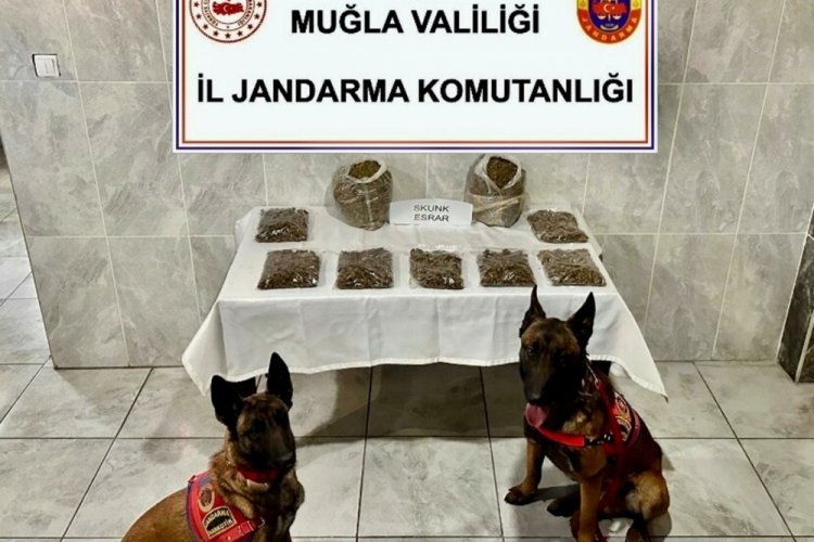 Muğla'da narkotik k&ouml;pekleri Dem ve Etil 3 kilo uyuşturucuyu buldu