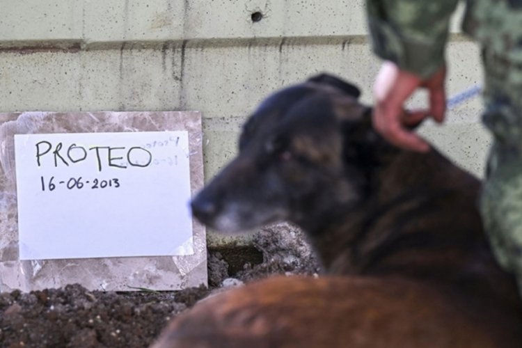 6 Şubat'ın kahramanı Meksika arama kurtarma k&ouml;peği "Proteo"nun adı, Kayseri'de &ouml;l&uuml;ms&uuml;zleştirilecek