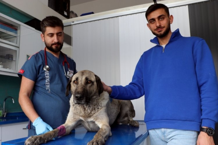 Kayseri'de zehirlenen sokak k&ouml;peği, tedaviye alındı