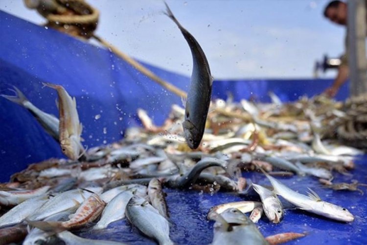 Karadeniz'deki av sezonu s&uuml;resi iklim değişikliğine bağlı olarak kısalıyor