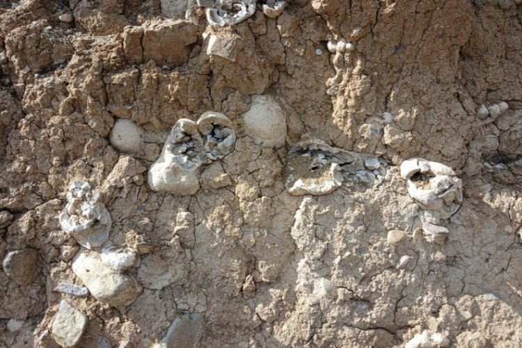 Niğde'de "dinozor fosili" sanılan kalıntılar traverten &ccedil;ıktı