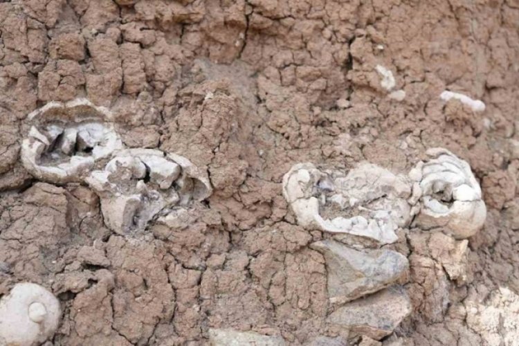 Niğde'de dinozor fosili iddiası