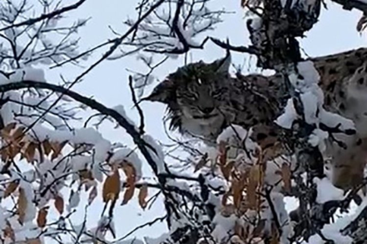 Tunceli'de karların arasında kamufle olan vaşak g&ouml;r&uuml;nt&uuml;lendi