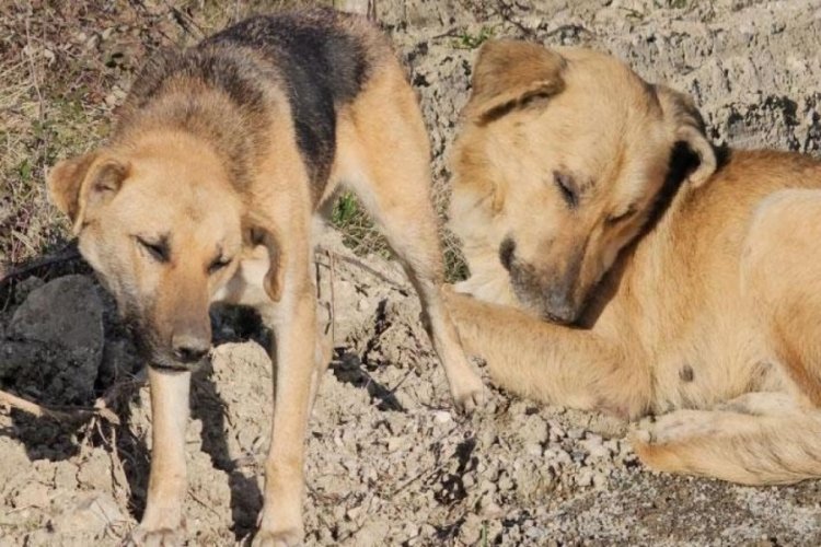 Kastamonu'da 10 k&ouml;peği uyuşturup araziye attılar