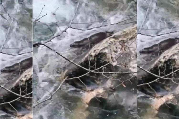 Bakan Yumaklı 's&uuml;rpriz' diyerek paylaştı: Yaşat-koru-sev