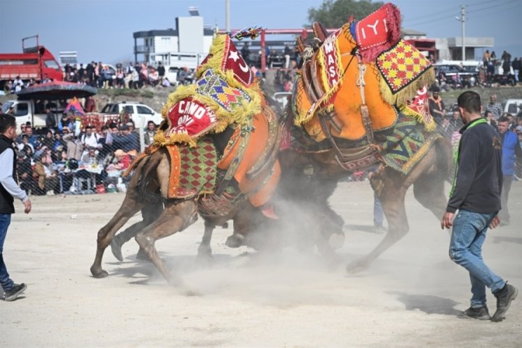 10. Salihli Deve G&uuml;reşleri Festivali yapıldı